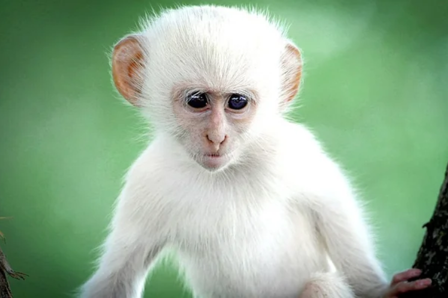 A Traveler’s Guide to the Albino-Monkey.net Travel Archives